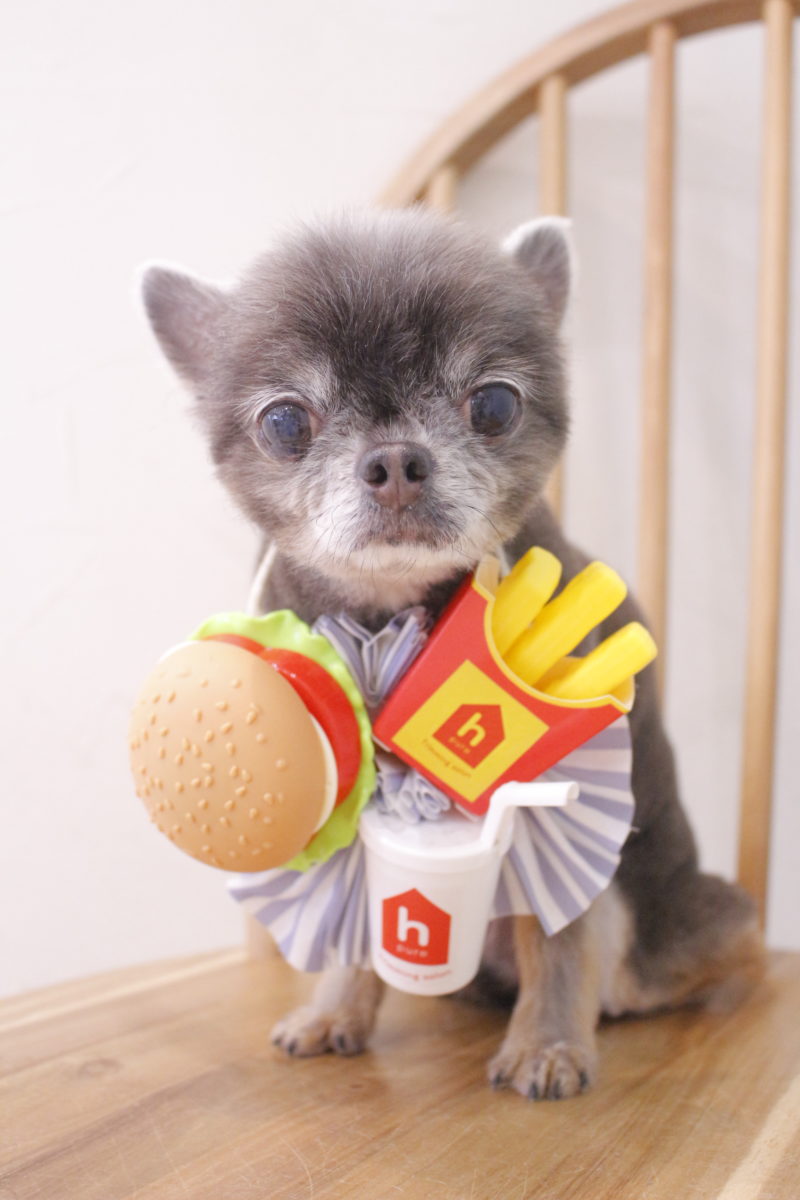 都島店♡おともだち♡2024年5月21日 | トリミングサロン h-pureブログ